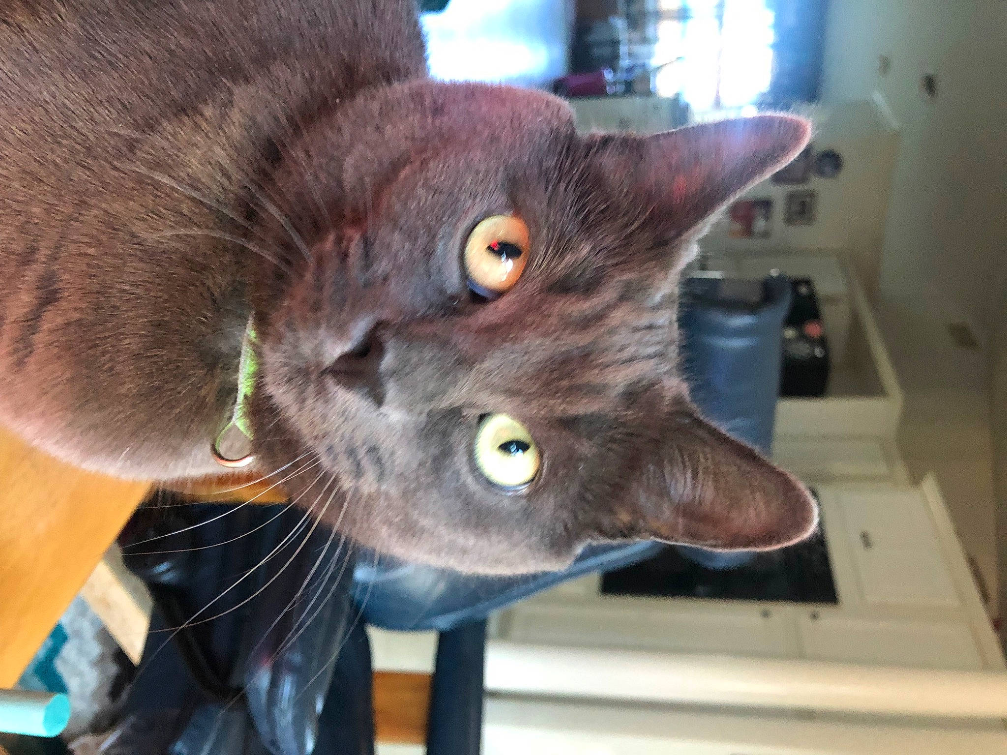 Zander Cat is registered to the contest to win money with this photo: carnivore, cat, domestic_short_haired_cat, ear, felidae, fur, havana_brown, plant, russian_blue, small_to_medium_sized_cats, whiskers