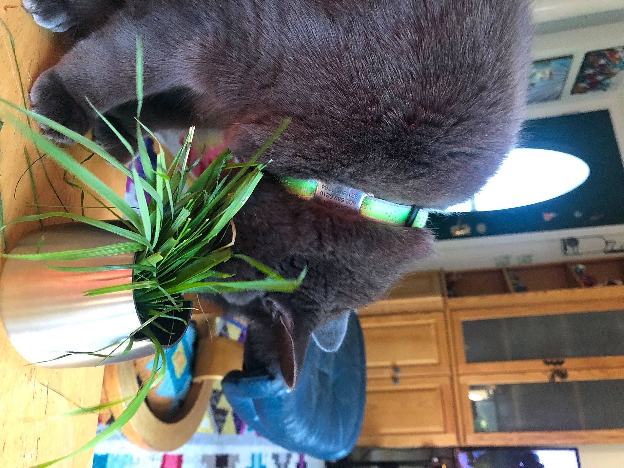 Zander Cat is registered to the contest to win money with this photo: african_elephant, elephant, fur, grass, indian_elephant, natural_material, plant, tail, terrestrial_animal, terrestrial_plant, working_animal