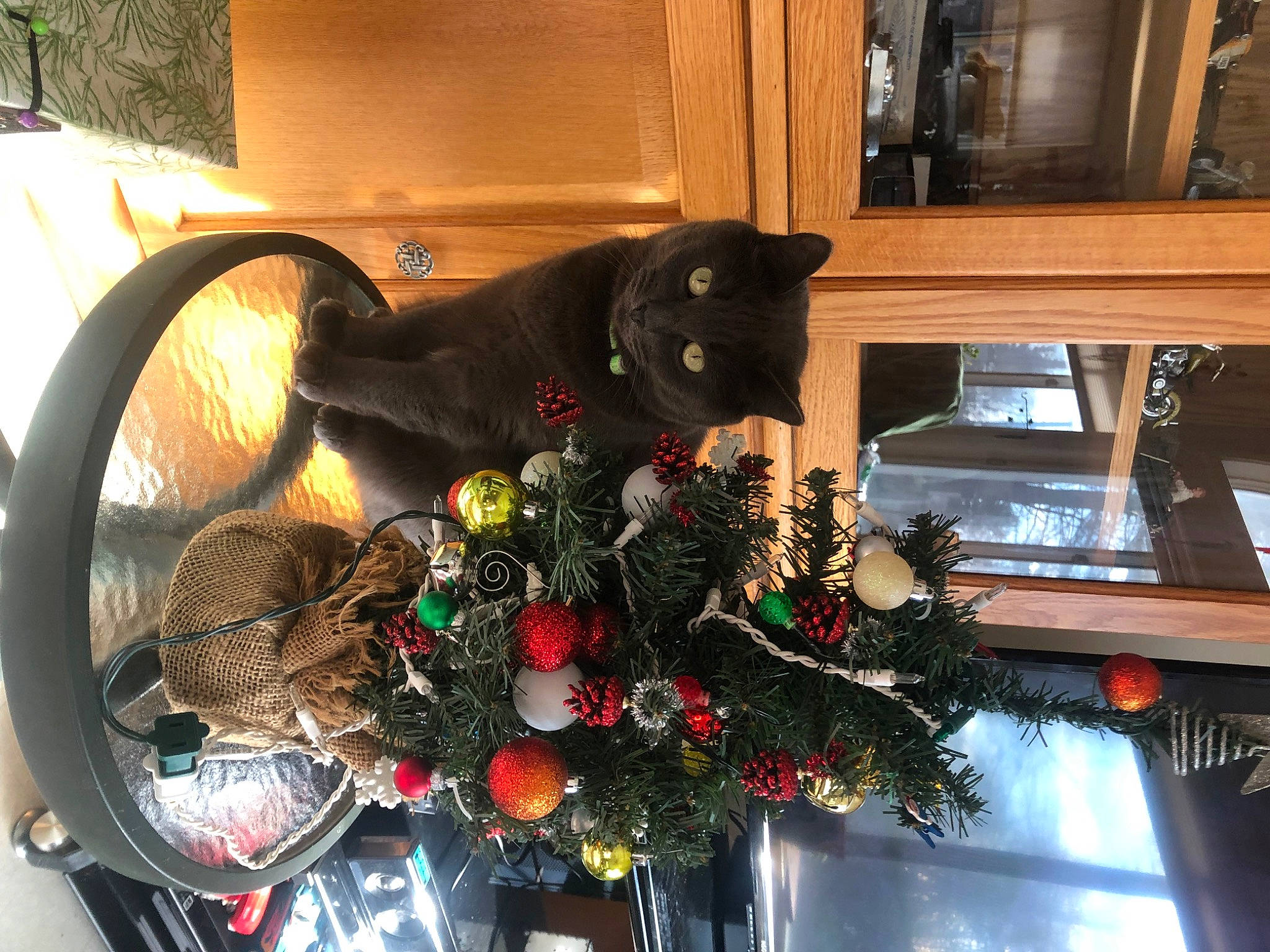 Zander Patterson is registered to the contest to win money with this photo: automotive_tire, bicycle, bicycle_handlebar, bicycle_tire, bicycle_wheel, carnivore, cat, christmas_decoration, christmas_ornament, christmas_tree, felidae, houseplant, plant, shelf, small_to_medium_sized_cats, snapshot, tire, tree, wheel, window