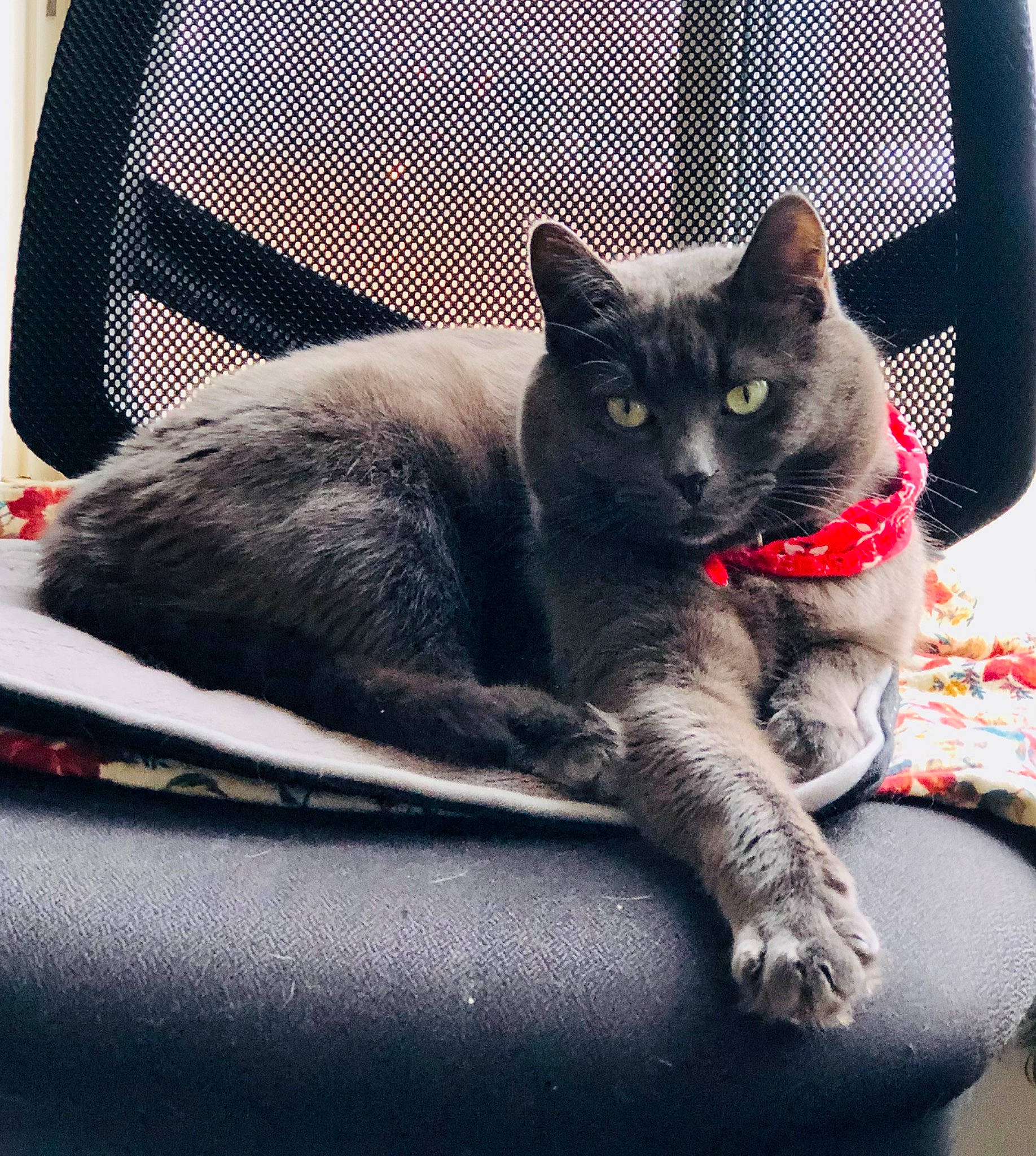 Zander Patterson joined the competition — help win amazing prizes! black_cat, carnivore, cat, cat_furniture, cat_supply, claw, comfort, domestic_short_haired_cat, felidae, fur, grey, leg, monochrome_photography, paw, russian_blue, sitting, small_to_medium_sized_cats, snout, tail, whiskers