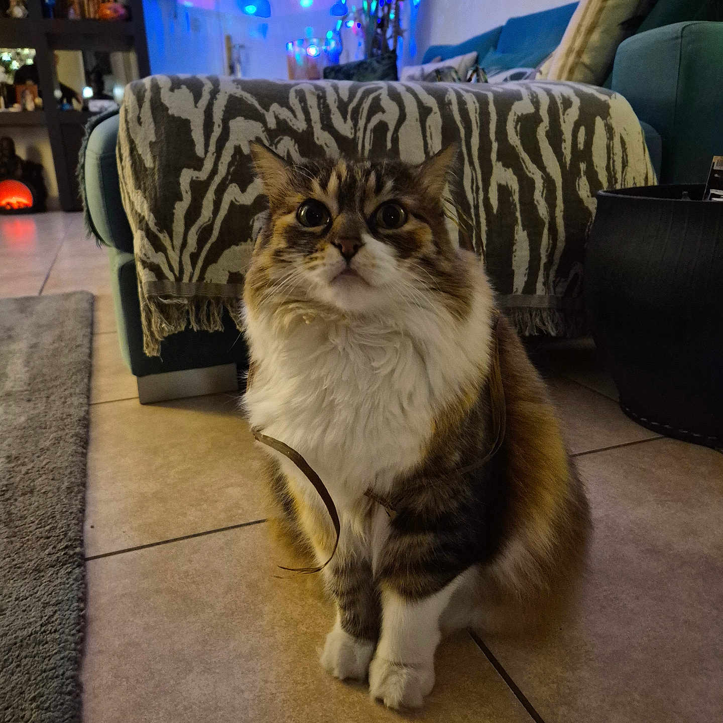 Nini