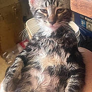 Mimi is registered to the contest to win money with this photo: being_held, belly, cat, close_up, cute, ears, fluffy, green_eyes, indoor, kitchen, kitten, long_hair, pet, pink_nose, portrait, sitting, striped_fur, tabby, whiskers, wooden_furniture