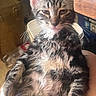 being_held, belly, cat, close_up, cute, ears, fluffy, green_eyes, indoor, kitchen, kitten, long_hair, pet, pink_nose, portrait, sitting, striped_fur, tabby, whiskers, wooden_furniture