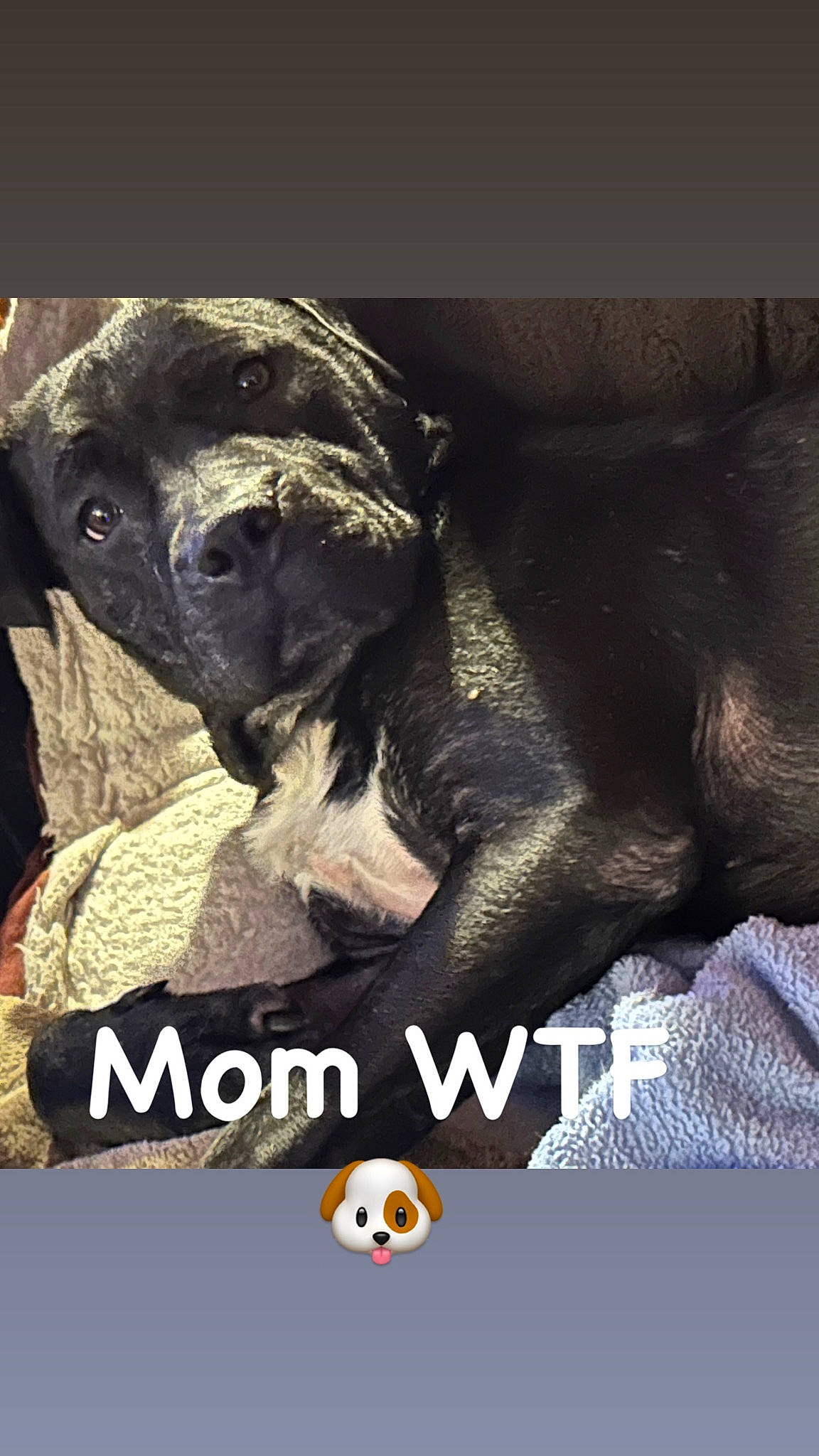 Stevie Nicks is registered to the contest to win money with this photo: advertising, ancient_dog_breeds, art, big_cats, canidae, carnivore, companion_dog, dog, dog_breed, font, fur, guard_dog, happy, logo, photo_caption, snout, sporting_group, terrestrial_animal, working_animal, working_dog