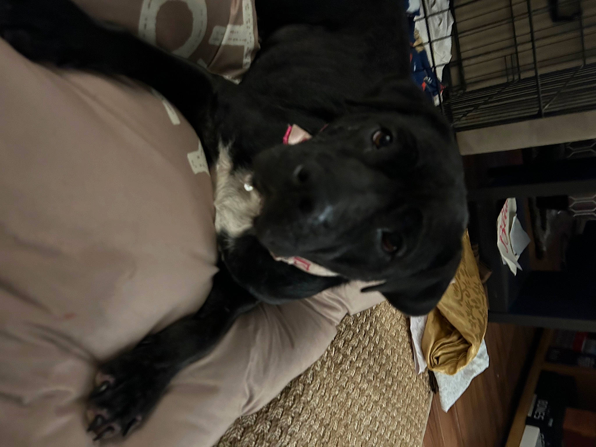 Stevie Nicks is registered to the contest to win money with this photo: borador, canidae, carnivore, collar, comfort, companion_dog, dog, dog_breed, fur, natural_material, non_sporting_group, snout, sporting_group, working_animal