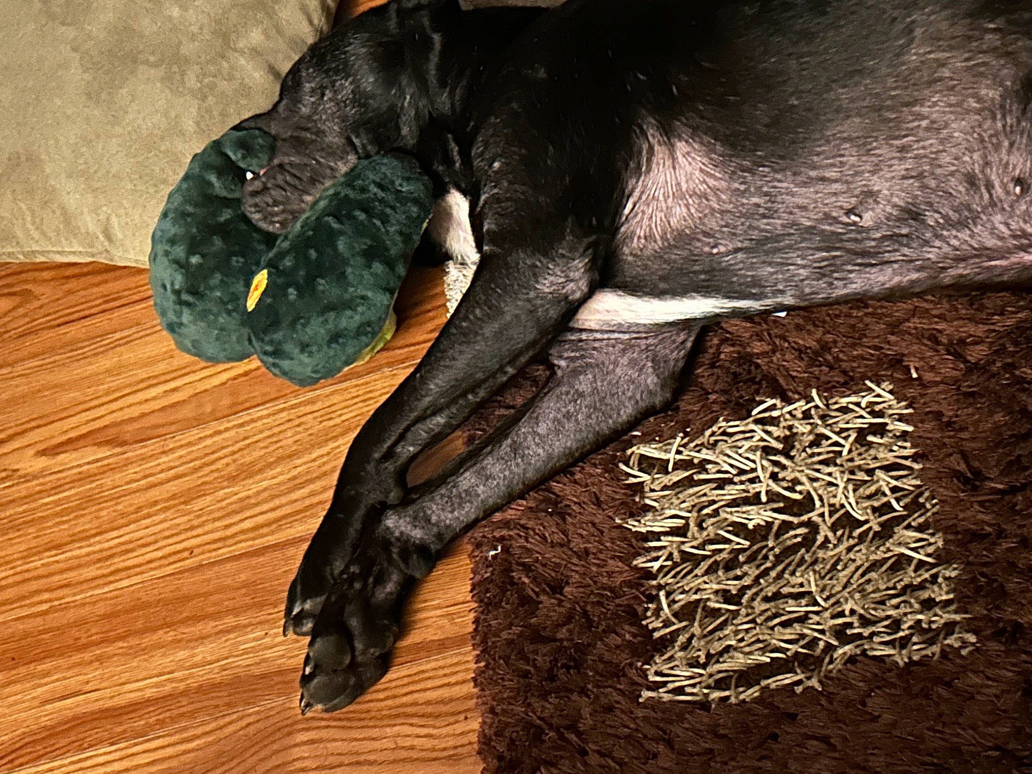 Stevie Nicks is registered to the contest to win money with this photo: animal_feed, carnivore, claw, dog, dog_breed, fawn, flooring, fur, gesture, hardwood, human_leg, ingredient, liver, snout, spice, staple_food, tail, terrestrial_animal, wood, working_animal