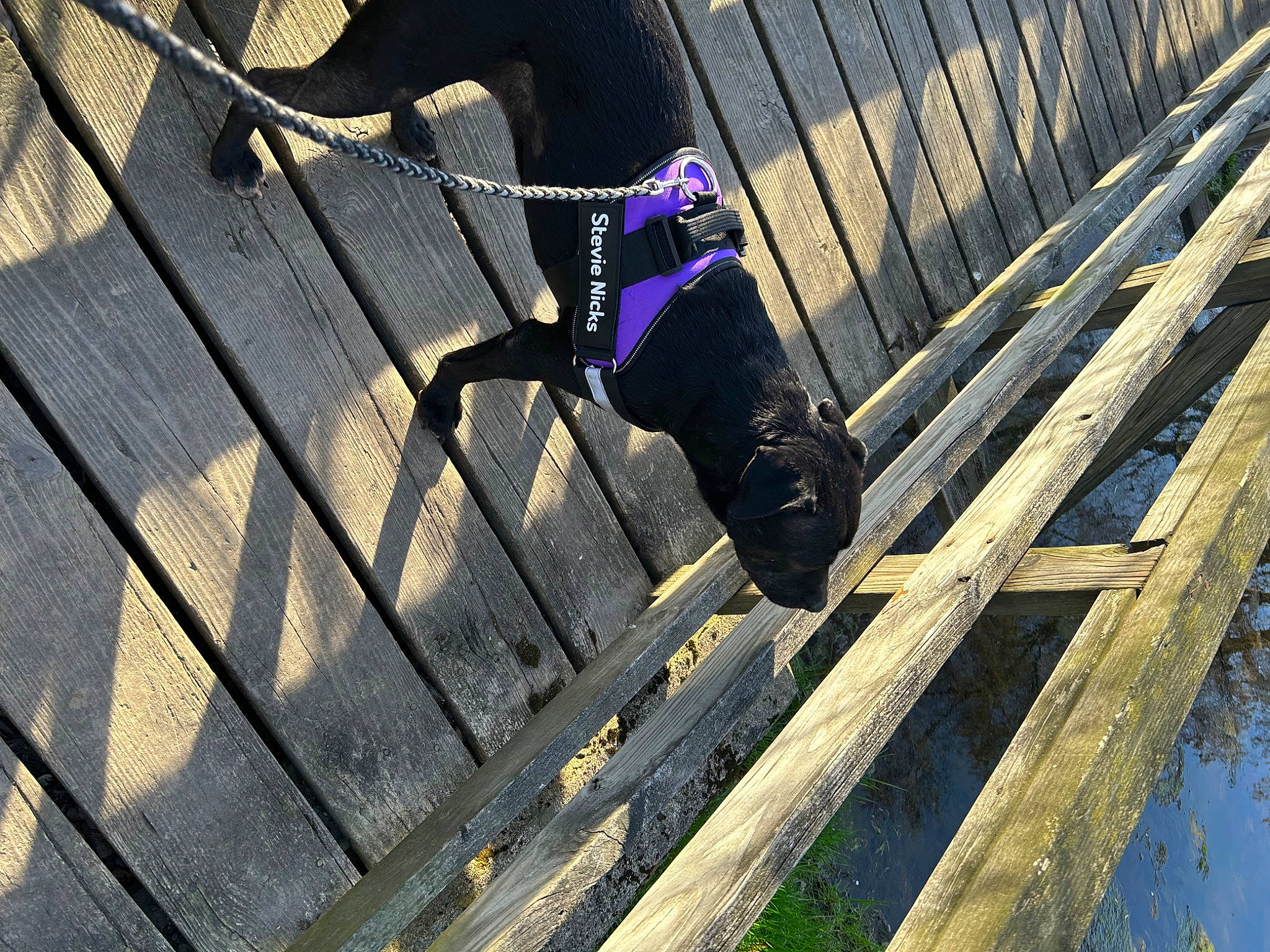 Stevie Nicks is registered to the contest to win money with this photo: dog, electric_blue, fence, fun, guard_dog, leisure, magenta, metal, pedestrian, shadow, tints_and_shades, tree, wood