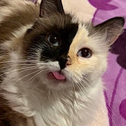 Flocon participe au concours pour gagner de l'argent avec cette photo : animal, bed, blanket, cat, close_up, cute, ears, face, feline, fluffy, fur, indoor, lying_down, pet, playful, purple, relaxed, soft, tongue_out, whiskers