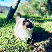Flocon participe au concours pour gagner de l'argent avec cette photo : animal, cat, closeup, colorful, daylight, fluffy, fur, garden, grass, leaves, mammal, nature, outdoor, pet, shadow, summer, sunlight, tree, walking, wildlife