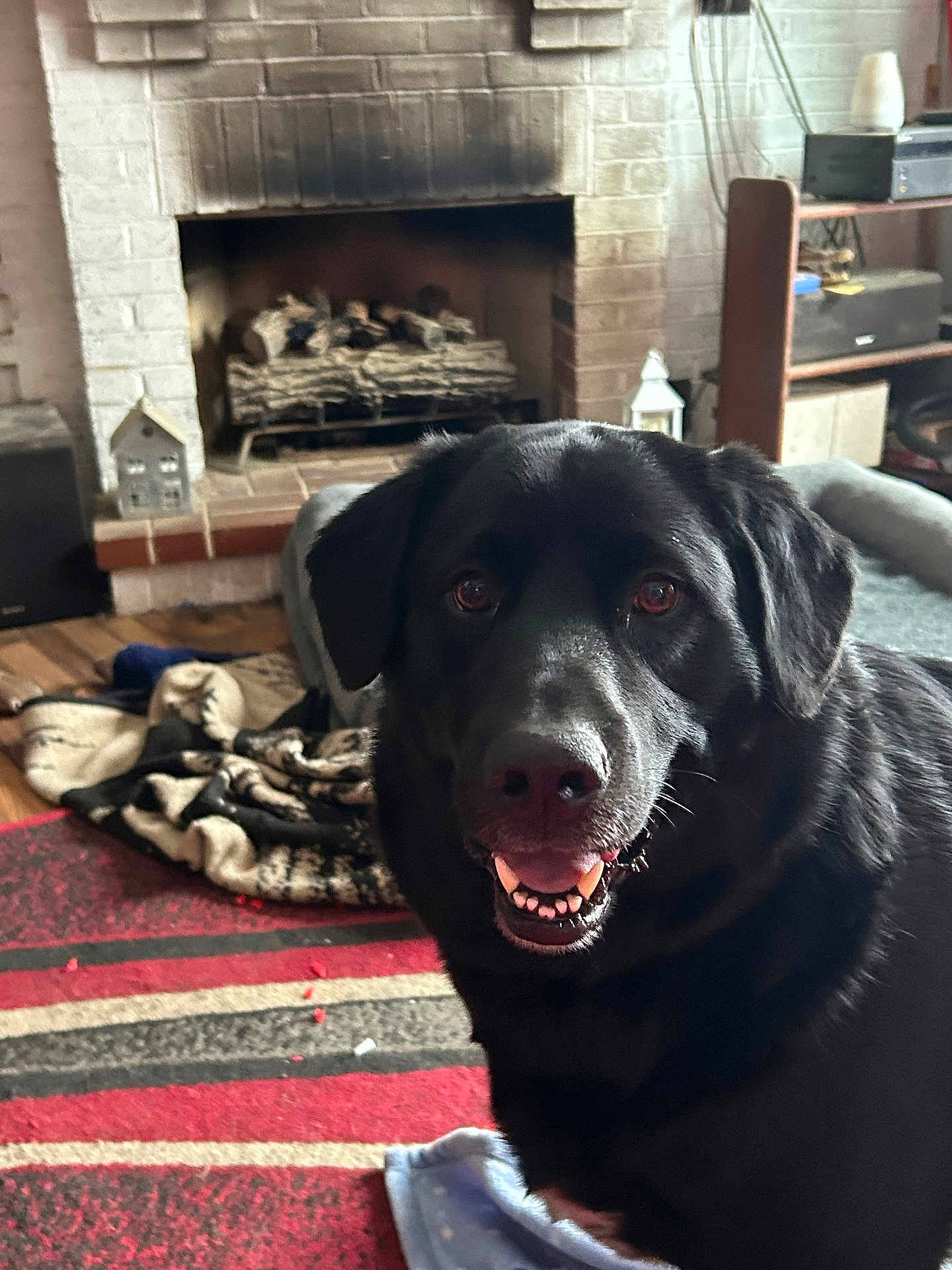 Aris is registered to the contest to win money with this photo: dog, black_dog, pet, indoor, fireplace, blanket, rug, floor, smiling, happy, canine, fur, ears, mouth, teeth, animal, home, cozy, wood, living_room