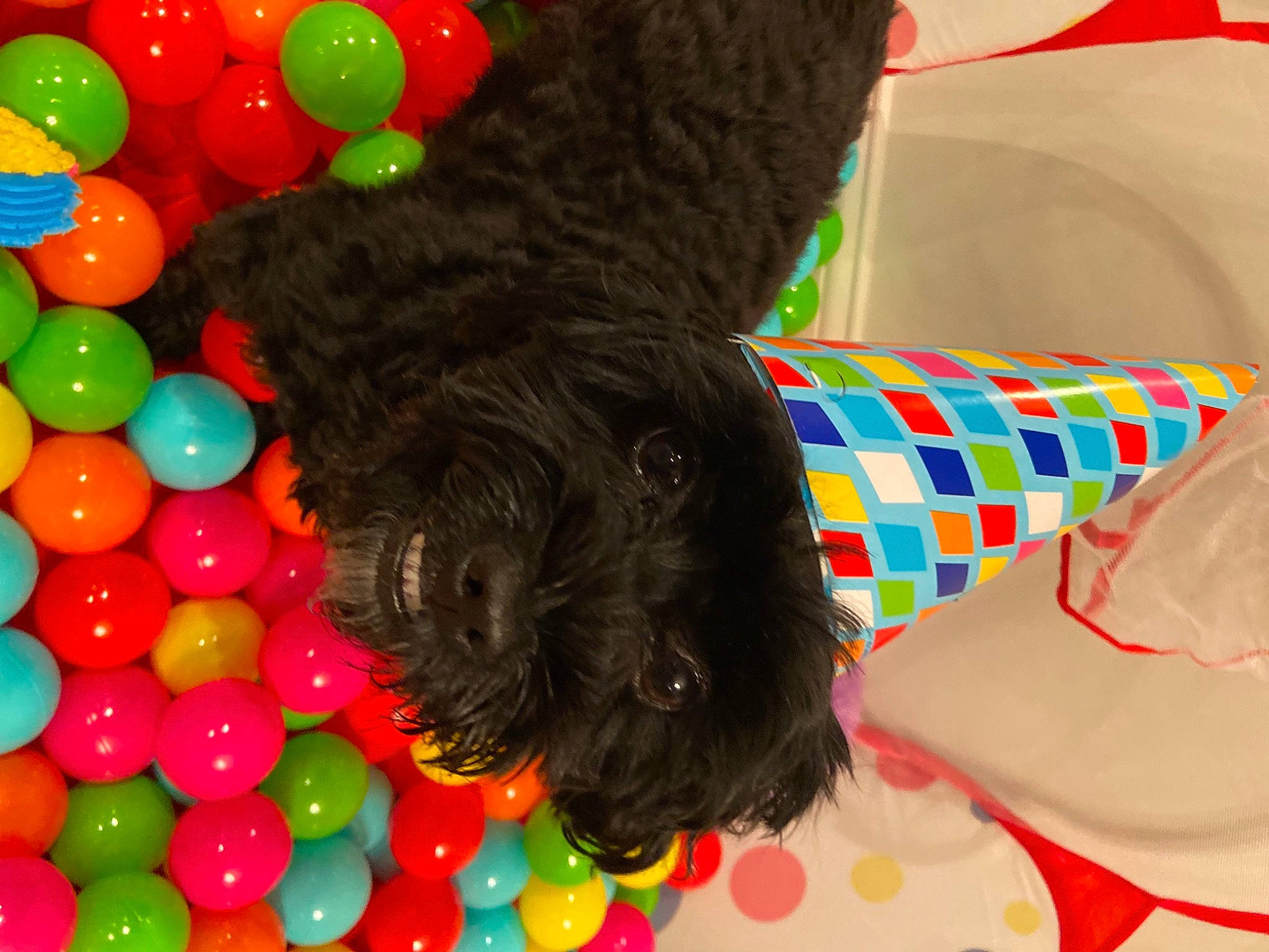 Lucy is registered to the contest to win money with this photo: ball, ball_pit, carnivore, colorfulness, companion_dog, dog, dog_bed, dog_breed, dog_clothes, dog_supply, dog_toy, pet_supply, toy, toy_dog, water_dog, working_animal