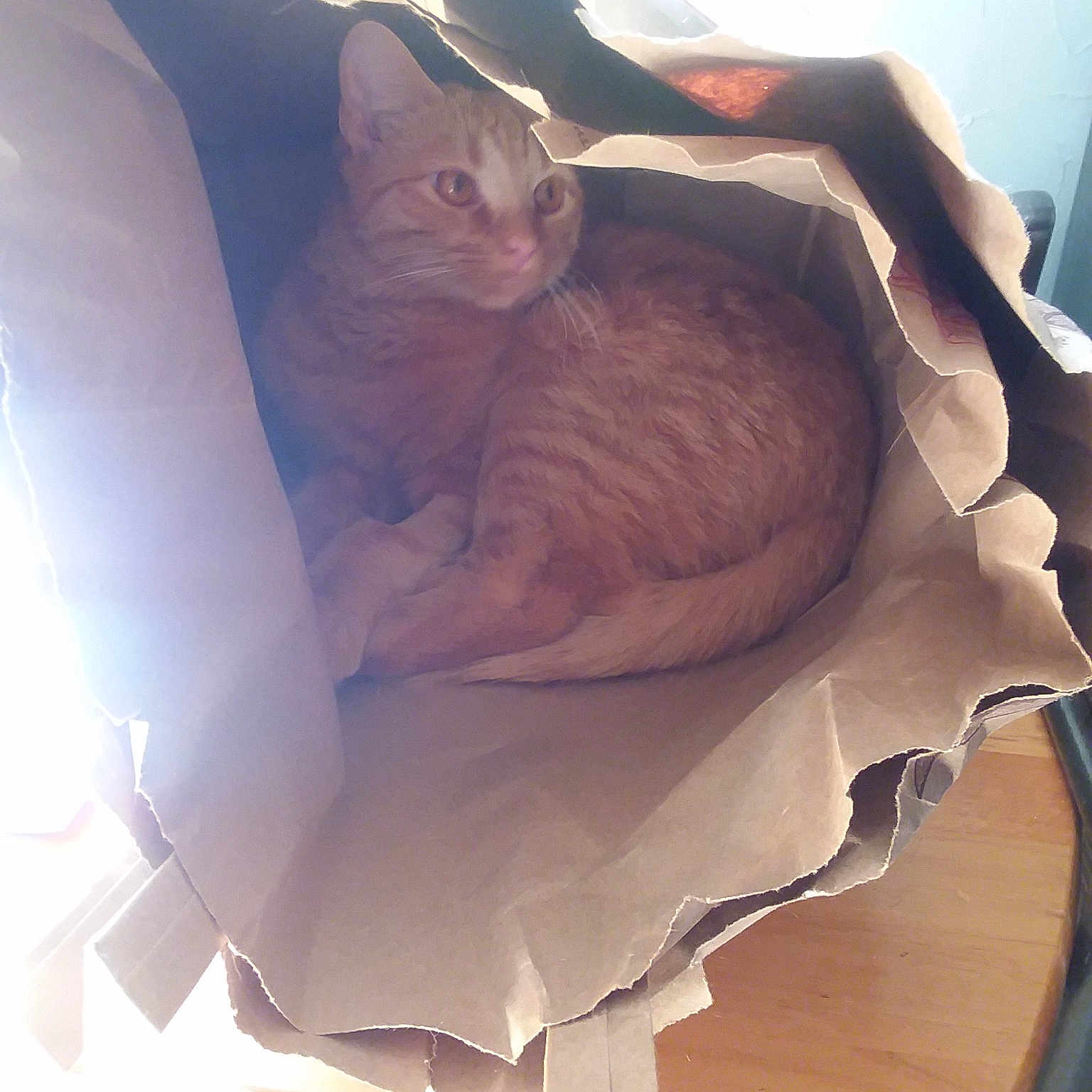Chairman Meow