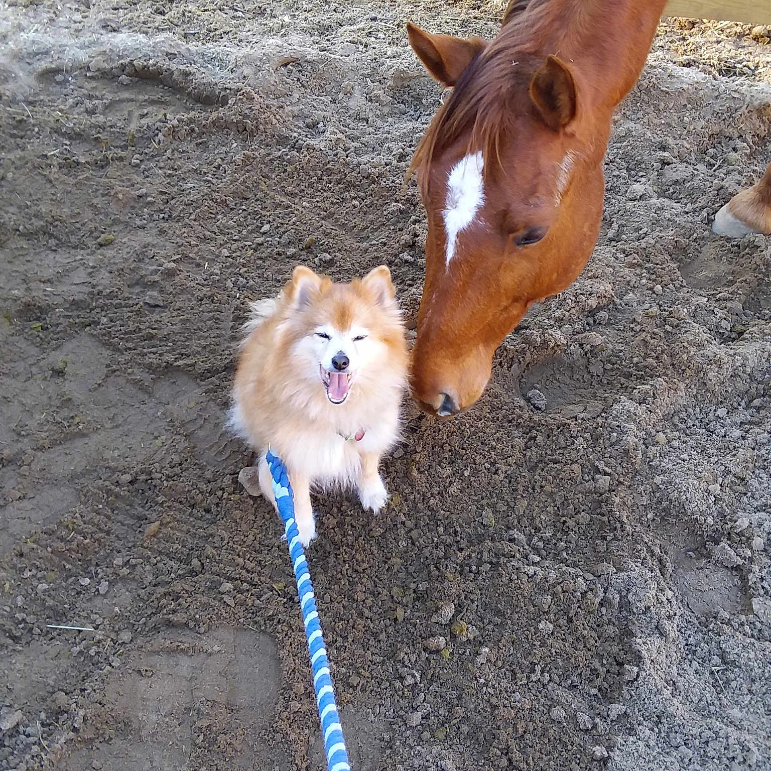 Niles And Cody is registered to the contest to win money with this photo: dog_breed_group, dog_like_mammal, fauna, snout