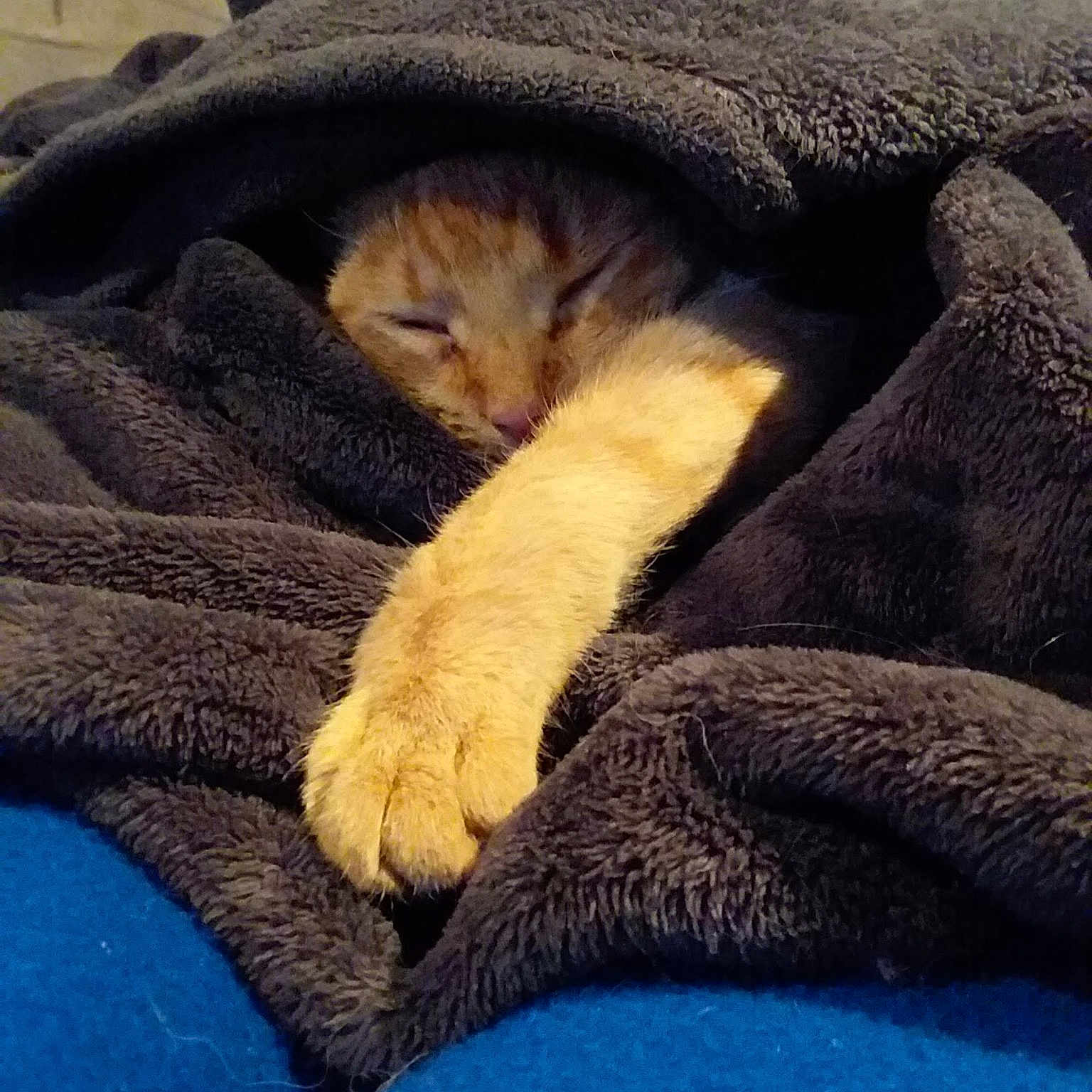 Chairman Meow
