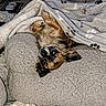 Laïka a rejoint le concours — aidez-le/la à gagner de superbes lots ! animal, bed, blanket, comfort, cozy, cute, dog, ears, fluffy, fur, home, indoor, paw_print, pet, relaxed, resting, sleepy, snout, soft, upside_down