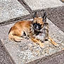 dog, small_dog, outdoor, sunlight, concrete, relaxing, fluffy, tan_fur, black_fur, pet, animal, laying_down, sunny_day, nature, quiet, calm, close_up, texture, ground, resting