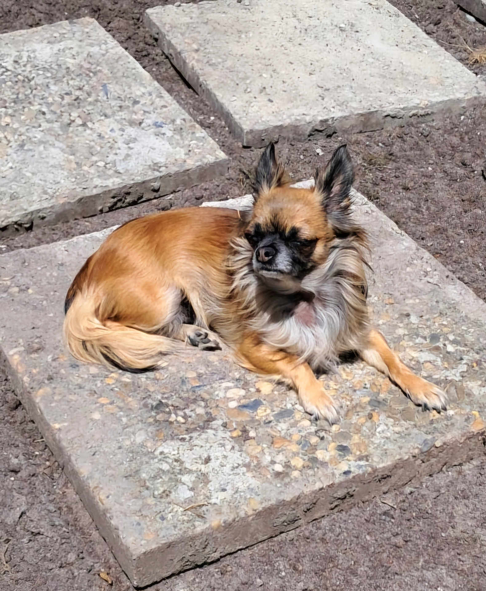Laïka a rejoint le concours — aidez-le/la à gagner de superbes lots ! dog, small_dog, outdoor, sunlight, concrete, relaxing, fluffy, tan_fur, black_fur, pet, animal, laying_down, sunny_day, nature, quiet, calm, close_up, texture, ground, resting