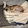 animal, blanket, brown_dog, comfort, couch, cozy, dog, domestic, ears, floor_tiles, fur, indoor, lying_down, pet, relaxed, resting, sleepy, small_dog, tail, text_on_blanket