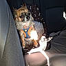 animal, blanket, brown_fur, car_interior, comfort, cozy, cute, dog, expressive_eyes, fluffy, harness, indoor, leash, pet_seat, resting, seat, seatbelt, small_dog, sunlight, transportation
