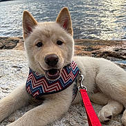 Ozi joined the competition — help win amazing prizes! dog, puppy, lake, water, rocks, leash, harness, sunset, sky, horizon, reflection, fur, ears, paw, nose, mouth, smile, outdoors, portrait, cute