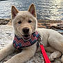 dog, puppy, lake, water, rocks, leash, harness, sunset, sky, horizon, reflection, fur, ears, paw, nose, mouth, smile, outdoors, portrait, cute