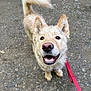 dog, puppy, cute, smiling, wet_fur, muddy, leash, red_leash, nose, teeth, ears, tail, paws, gravel_path, outdoor, close_up, looking_up, happy, harness, mud