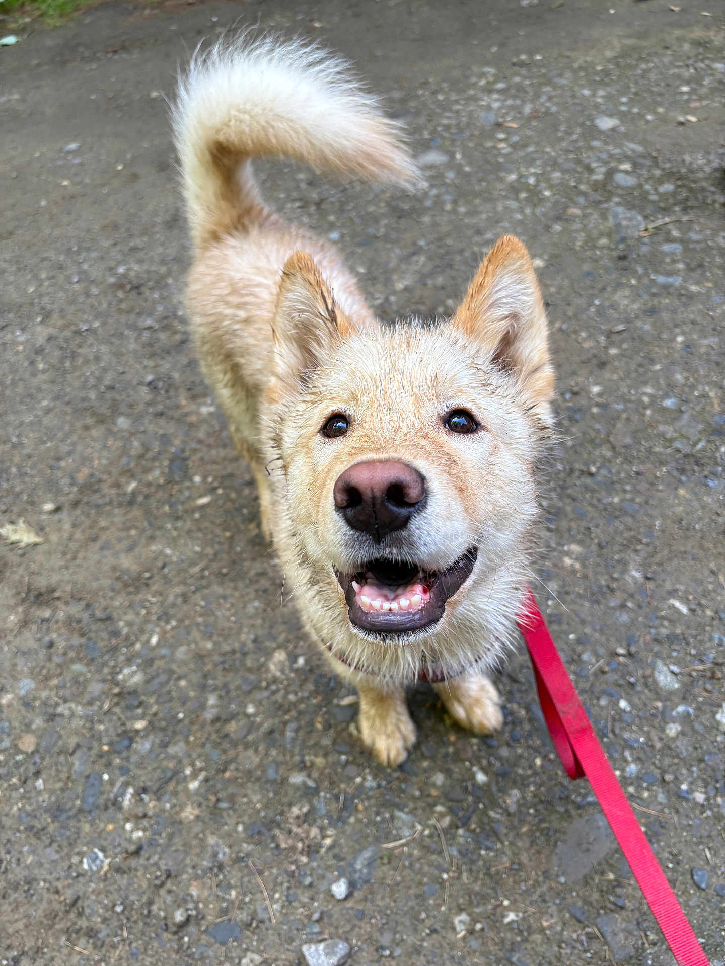 Ozi is registered to the contest to win money with this photo: dog, puppy, cute, smiling, wet_fur, muddy, leash, red_leash, nose, teeth, ears, tail, paws, gravel_path, outdoor, close_up, looking_up, happy, harness, mud