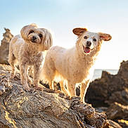 Indie a rejoint le concours — aidez-le/la à gagner de superbes lots ! dog, dogs, outdoor, rock, coast, sea, sunlight, nature, pets, happy, smiling, fluffy, curious, animal, daylight, sky, water, landscape, two_animals, playful