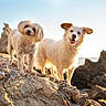 animal, coast, curious, daylight, dog, dogs, fluffy, happy, landscape, nature, outdoor, pets, playful, rock, sea, sky, smiling, sunlight, two_animals, water