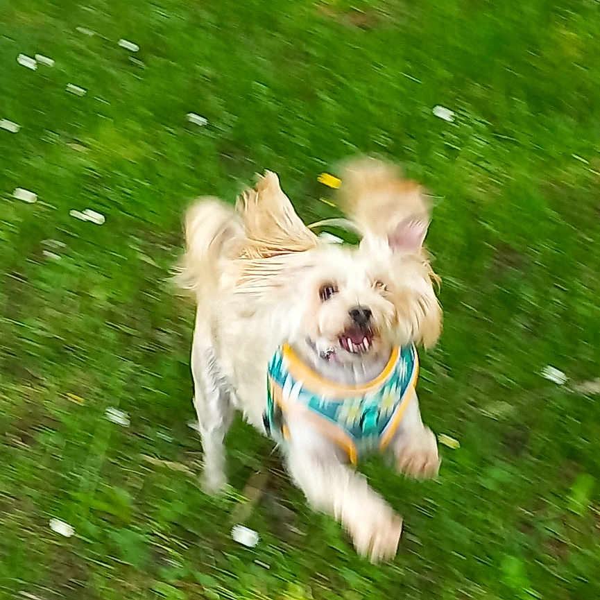 Charlie a rejoint le concours — aidez-le/la à gagner de superbes lots ! active, animal, canine, daytime, dog, energetic, flower, fur, grass, greenery, happy, motion_blur, nature, outdoor, park, pet, playful, running, small_dog, vest