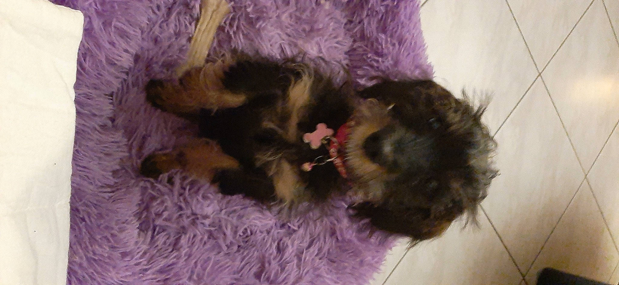 Charlie a rejoint le concours — aidez-le/la à gagner de superbes lots ! bed, canidae, carnivore, comfort, companion_dog, dog, dog_breed, dog_supply, fawn, felidae, fur, liver, small_to_medium_sized_cats, snout, sporting_group, tail, terrier, toy_dog, vertebrate, working_animal