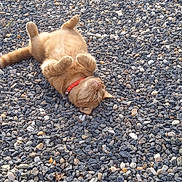 Simba a rejoint le concours — aidez-le/la à gagner de superbes lots ! cat, ginger_cat, collar, outdoor, pebbles, relaxed, playful, animal, pet, fur, whiskers, small_rocks, nature, lying_down, paws_up, sunlight, closeup, cute, mammal, ground