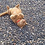 cat, ginger_cat, collar, outdoor, pebbles, relaxed, playful, animal, pet, fur, whiskers, small_rocks, nature, lying_down, paws_up, sunlight, closeup, cute, mammal, ground