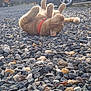 Simba participe au concours pour gagner de l'argent avec cette photo : cat, orange_cat, collar, gravel, outdoor, pet, animal, rolling, playful, car, wheel, sunlight, relaxation, nature, daytime, closeup, feline, cute, casual, ground