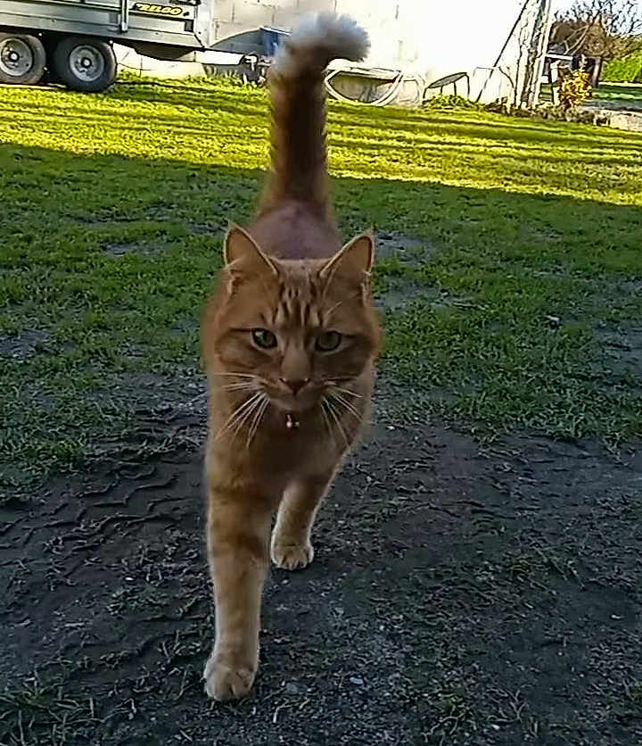 Simba a rejoint le concours — aidez-le/la à gagner de superbes lots ! cat, orange_tabby, grass, yard, outdoor, pet, animal, walking, tail_up, collar, nature, sunlight, ground, domestic_cat, fur, whiskers, ears, curious, closeup, daylight