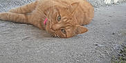 Simba participe au concours pour gagner de l'argent avec cette photo : cat, ginger_cat, collar, outdoor, concrete, wall, grass, pet, animal, feline, laying_down, relaxed, curious, sideways, whiskers, ears, fur, nature, daylight, closeup