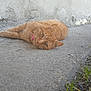 cat, ginger_cat, collar, outdoor, concrete, wall, grass, pet, animal, feline, laying_down, relaxed, curious, sideways, whiskers, ears, fur, nature, daylight, closeup