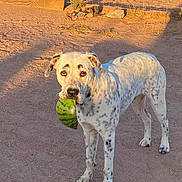 Hinata joined the competition — help win amazing prizes! dog, watermelon, outdoor, dirt, spot, animal, pet, summer, sunlight, shadow, fence, nature, brown, ground, playful, cute, muzzle, ears, standing, daylight