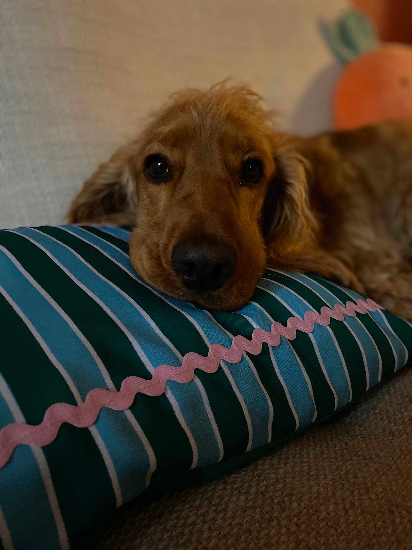 Doug participe au concours pour gagner de l'argent avec cette photo : dog, golden_retriever, pillow, striped, pink_trim, couch, resting, sleepy, relaxed, pet, indoors, close_up, fur, face, nostrils, ears, nose, animal, companion, cozy