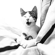 Olaf participe au concours pour gagner de l'argent avec cette photo : cat, black_and_white, sleepy, yawning, blanket, cozy, pet, animal, feline, indoor, cute, playful, string_toy, relaxation, soft, paws, resting, comfortable, close_up, portrait