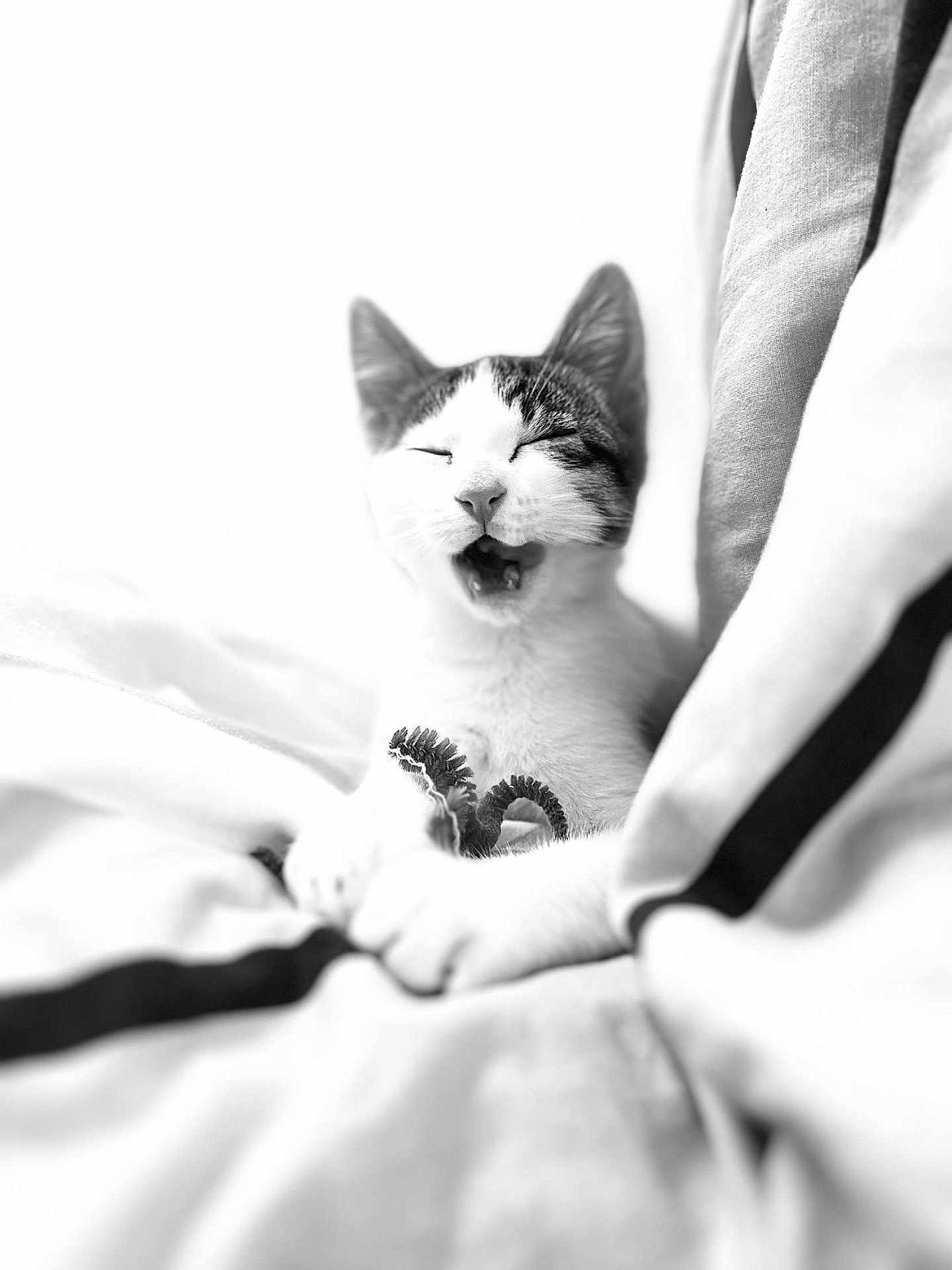 Olaf participe au concours pour gagner de l'argent avec cette photo : cat, black_and_white, sleepy, yawning, blanket, cozy, pet, animal, feline, indoor, cute, playful, string_toy, relaxation, soft, paws, resting, comfortable, close_up, portrait