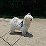 Coco is registered to the contest to win money with this photo: dog, white_dog, fluffy, leash, outdoor, concrete, sidewalk, sunlight, shadow, trees, greenery, pet, small_dog, fur, nature, walking, daytime, park, canine, animal