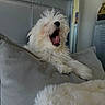 Coco is registered to the contest to win money with this photo: dog, white_dog, fluffy, yawning, pillow, blanket, bedroom, headboard, mirror, indoor, pet, relaxed, cozy, fur, tongue, mouth_open, resting, home, comfort, sleepy