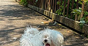 Coco joined the competition — help win amazing prizes! dog, white_dog, small_dog, leash, wooden_bridge, outdoor, sunlight, shadow, greenery, trees, nature, happy, pet, canine, fur, tongue_out, daytime, walk, rustic, park