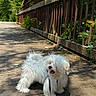 dog, white_dog, small_dog, leash, wooden_bridge, outdoor, sunlight, shadow, greenery, trees, nature, happy, pet, canine, fur, tongue_out, daytime, walk, rustic, park