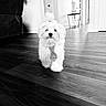 dog, white_dog, fluffy, tie, topknot, indoor, wooden_floor, living_room, modern_home, black_and_white, pet, cute, small_dog, flooring, furniture, decor, portrait, animal, house, walking