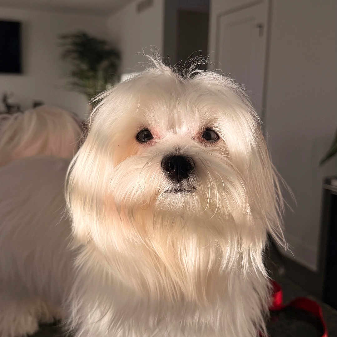 Coco is registered to the contest to win money with this photo: dog, white_dog, fluffy, pet, indoor, fur, leash, curious, portrait, cozy, home, animal, domestic, companion, cute, canine, soft_light, background, curled_fur, closeup