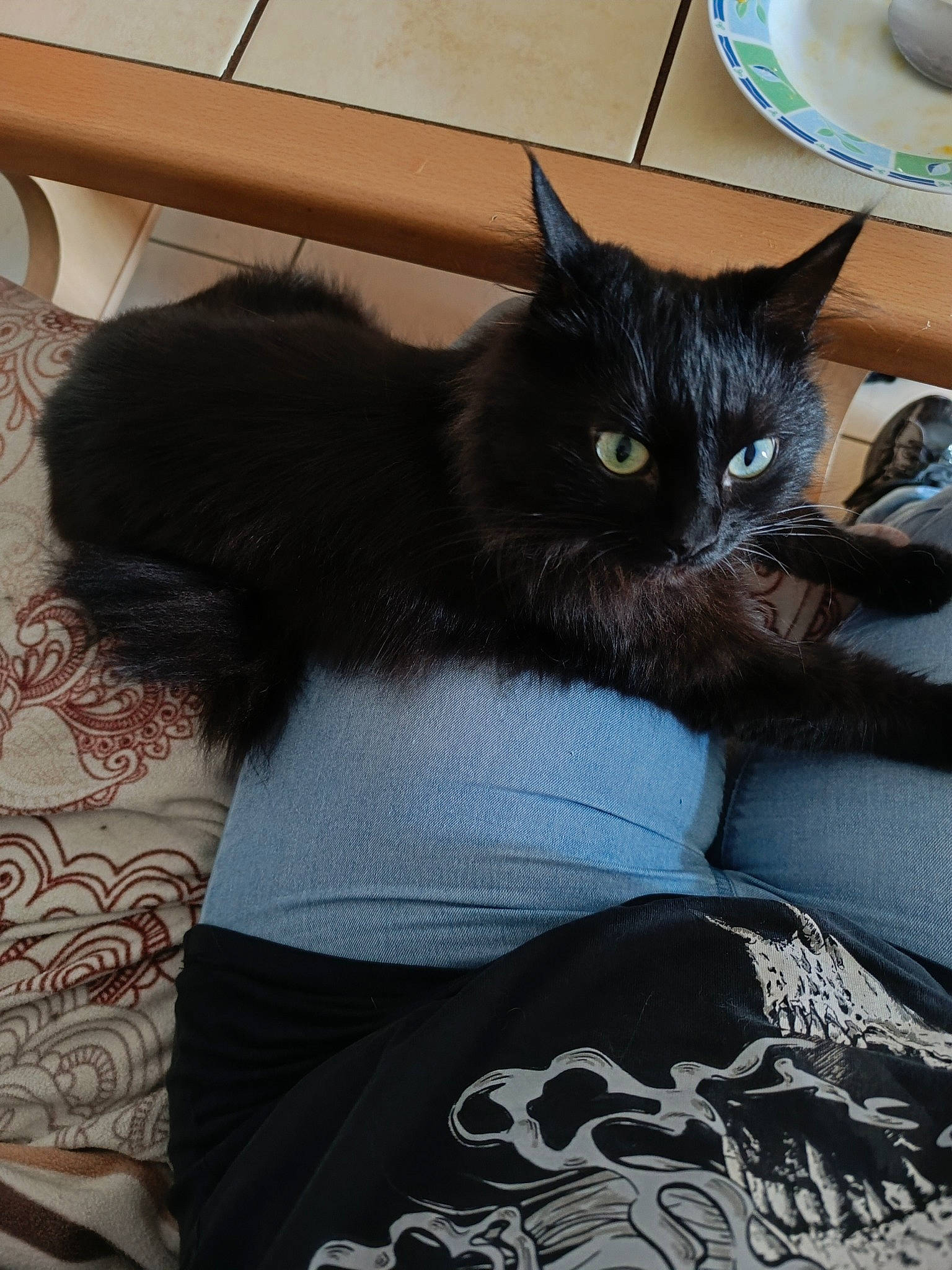 Isis participe au concours pour gagner de l'argent avec cette photo : bed, black_cat, bombay, carnivore, cat, claw, coffee_cup, comfort, domestic_short_haired_cat, felidae, fur, grey, linens, saucer, serveware, sitting, sleeve, small_to_medium_sized_cats, tail, whiskers