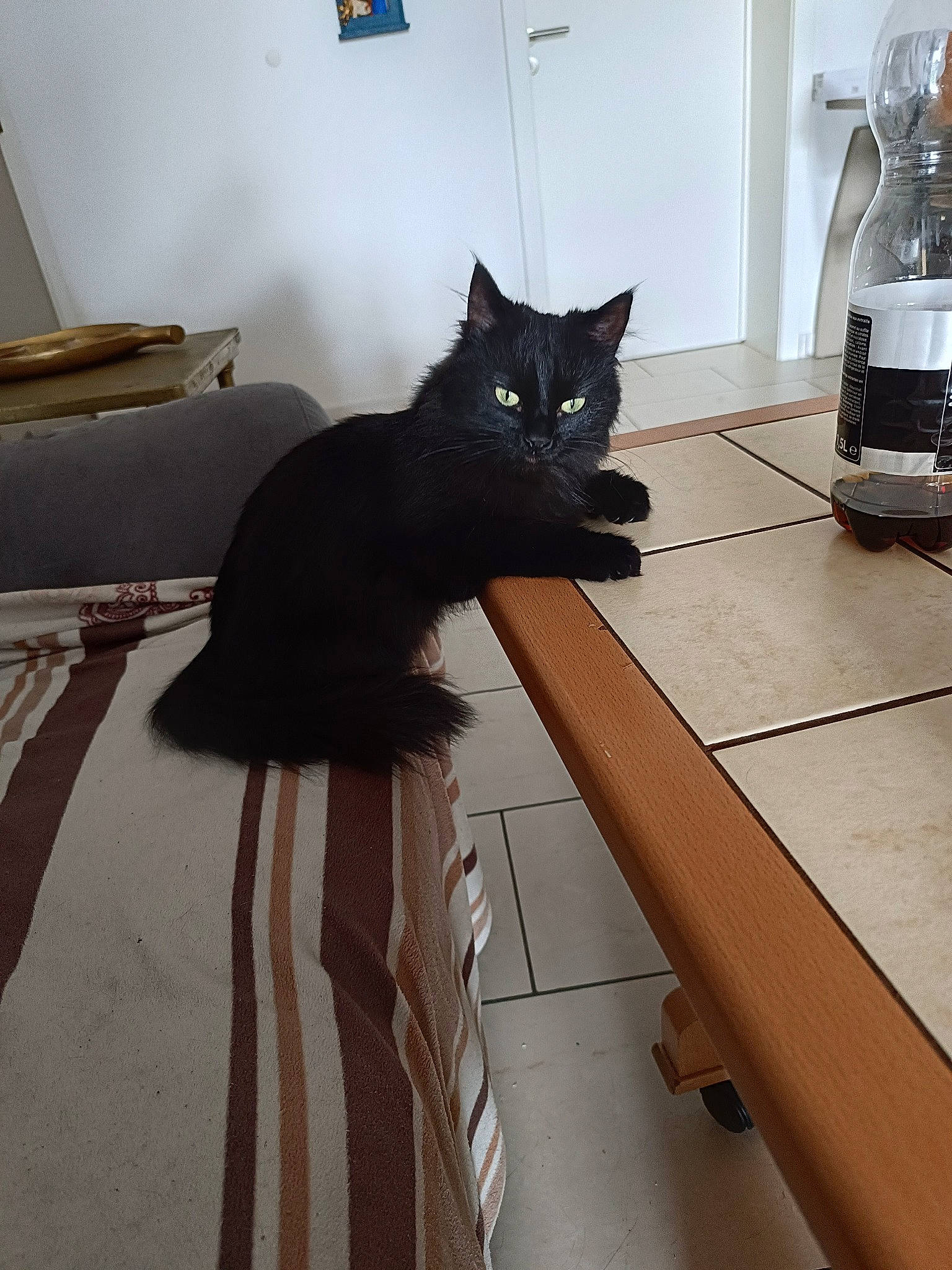 Isis a rejoint le concours — aidez-le/la à gagner de superbes lots ! black_cat, bombay, cabinetry, carnivore, cat, chair, comfort, felidae, floor, flooring, fur, grey, hardwood, room, small_to_medium_sized_cats, snout, table, tail, whiskers, wood