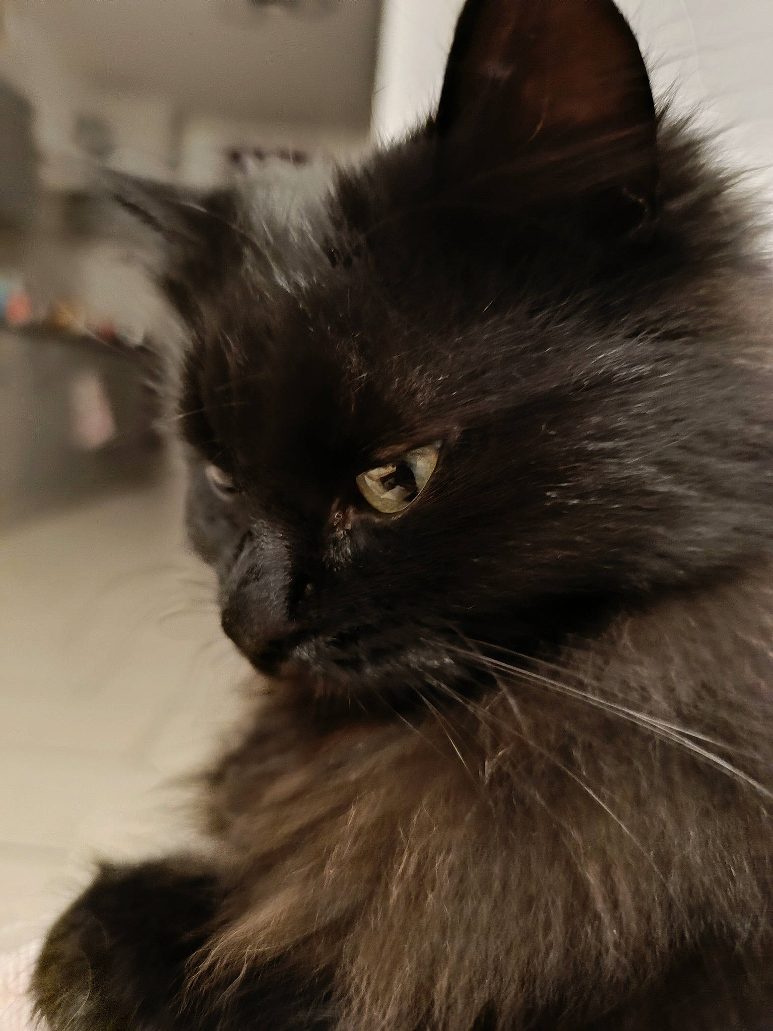 Isis a rejoint le concours — aidez-le/la à gagner de superbes lots ! carnivore, cat, felidae, fur, grey, small_to_medium_sized_cats, snout, terrestrial_animal, whiskers, window